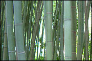 Bamboo